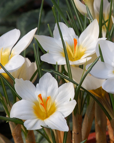 X 100 CROCUS SPECIE SNOWBUNTING 5/+