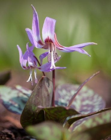 X   50 ERYTHRONIUM DENS-CANIS GEMENGD I