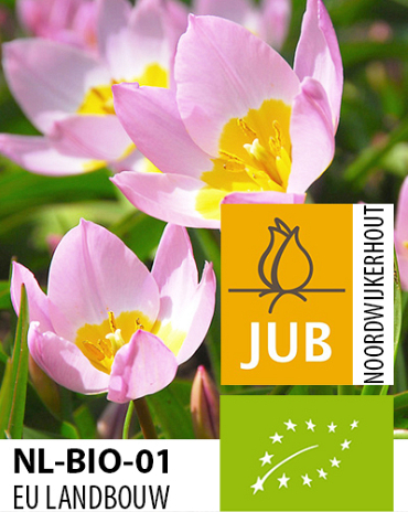 X 100 BIO TULIPA BAKERI LILAC WONDER 5/+