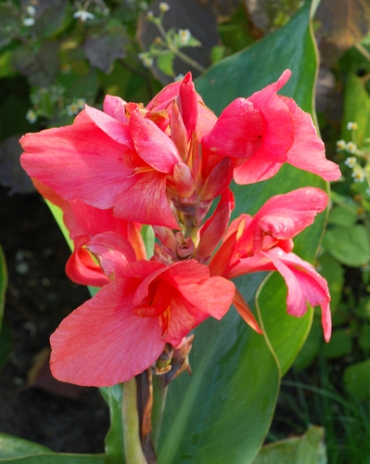 X 25 CANNA CITY OF PORTLAND I