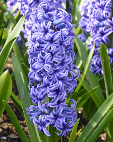 X   50 HYACINTHUS BLUE JACKET 17/18