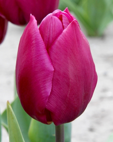 X 100 TULIPA PURPLE PRINCE 11/12