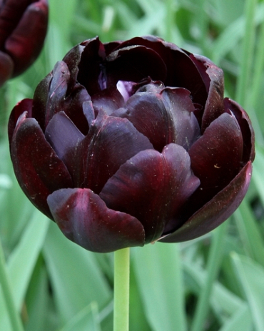 X 100 TULIPA BLACK HERO 11/12