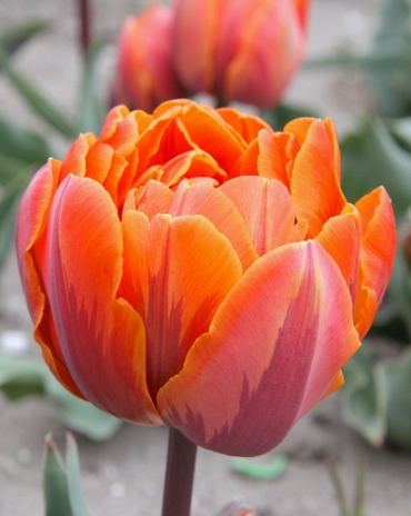 X 100 TULIPA ORANGE PRINCESS 11/12