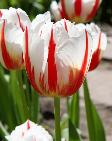 X 100 TULIPA CARNAVAL DE RIO 12/+