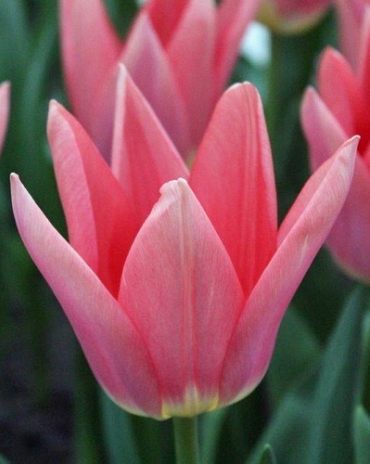 X 100 TULIPA NEPER 12/+