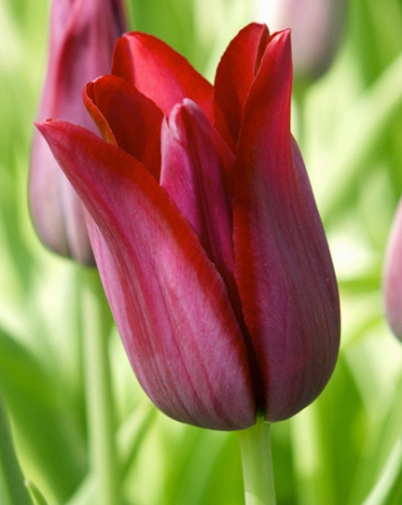 X 100 TULIPA MERLOT 11/12