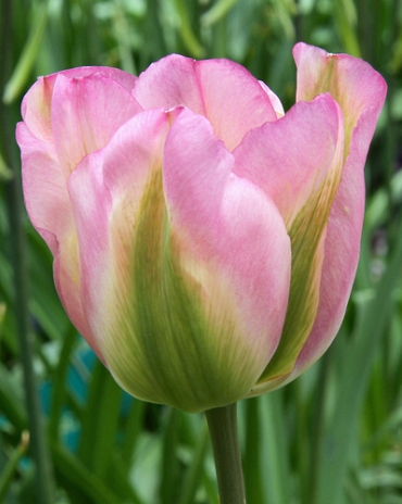 X 100 TULIPA GROENLAND 11/12