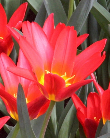 X 100 TULIPA SCARLET BABY 11/12