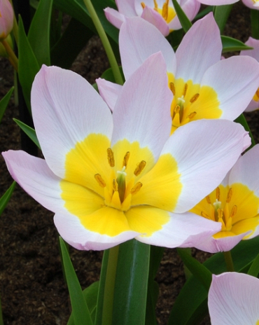 X 250 TULIPA BAKERI LILAC WONDER 6/+