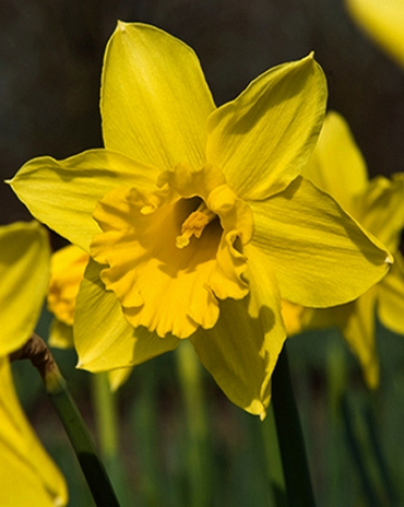 X 100 NARCISSUS STANDARD VALUE 14/16