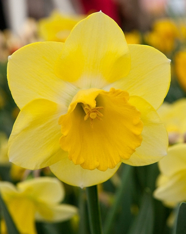 X 100 NARCISSUS CAIRNGORM 12/14