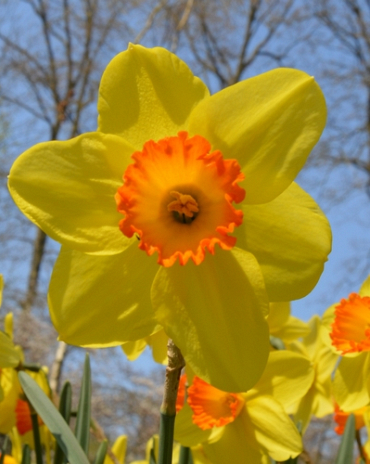 X 100 NARCISSUS RED DEVON 14/16