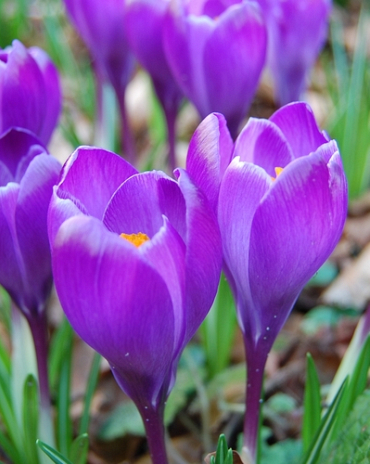 X 100 CROCUS REMEMBRANCE 8/9