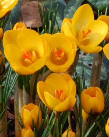 X 250 CROCUS SPECIE GOLDILOCKS 5/+