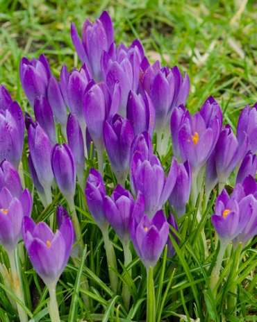 X 100 CROCUS SPECIE TOM. BARRS PURPLE 5/+