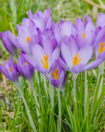 X 100 CROCUS SPECIE TOM. WHITEWELL PURPLE 5/+