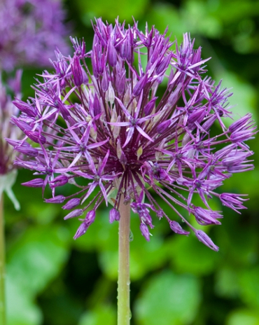 X 100 ALLIUM PURPLE RAIN 12/14