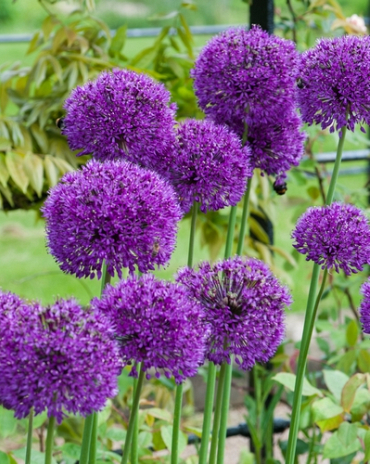 X 250 ALLIUM PURPLE SENSATION 10/12