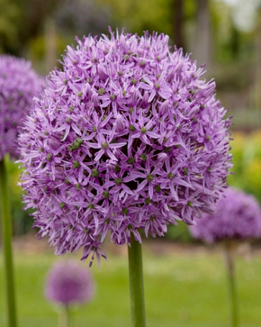 X   25 ALLIUM GLADIATOR 16/18