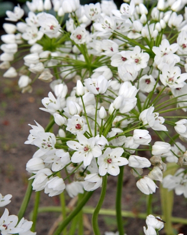 X 100 ALLIUM COWANII 5/+