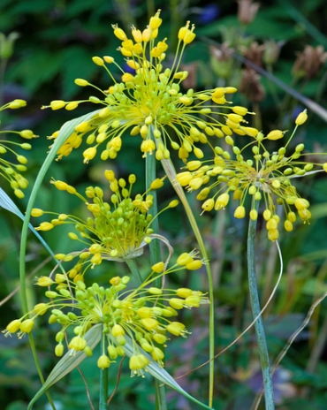 X 100 ALLIUM FLAVUM I