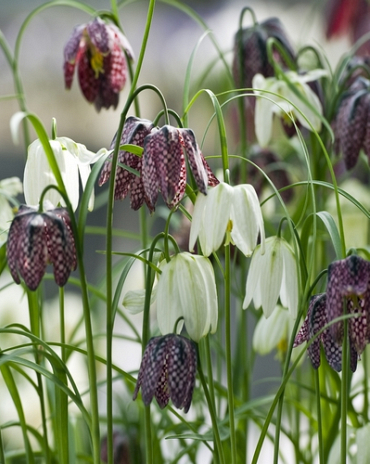 X 100 FRITILLARIA MELEAGRIS MIX 6/7