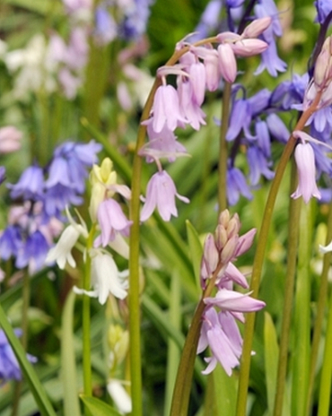 X 100 HYACINTHOIDES HISPANICA GEMENGD 8/10