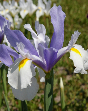 X 100 IRIS HOLLANDICA SILVERY BEAUTY 7/8