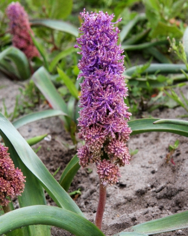 X 100 MUSCARI COMOSUM PLUMOSUM 8/9