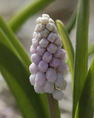 X 100 MUSCARI PINK SUNRISE 5/+