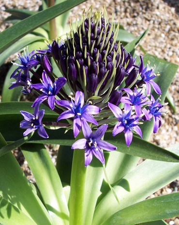 X   10 SCILLA PERUVIANA 16/18