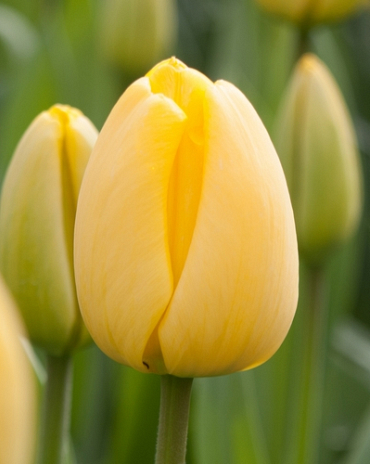 X 100 TULIPA GOLDEN APELDOORN 11/12