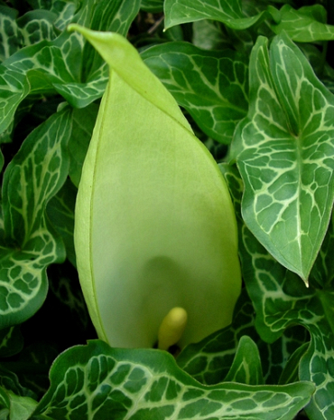 X   25 ARUM MACULATUM I