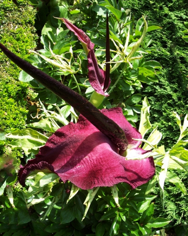 X   25 DRACUNCULUS VULGARIS 15/20