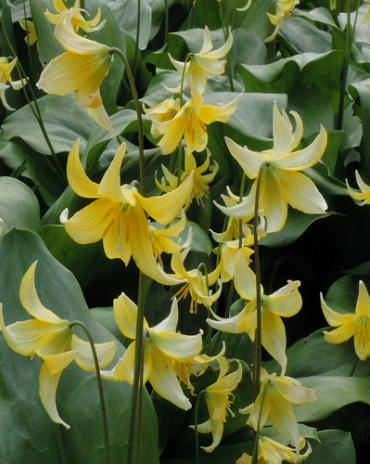 X   50 ERYTHRONIUM PAGODA I