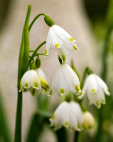 X 100 LEUCOJUM VERNUM I