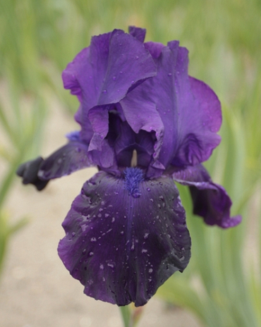 X 25 IRIS GERMANICA NIGHT OWL I