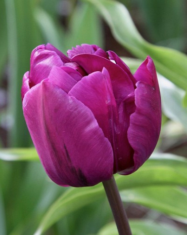 X 100 TULIPA NEGRITA DOUBLE 10/11