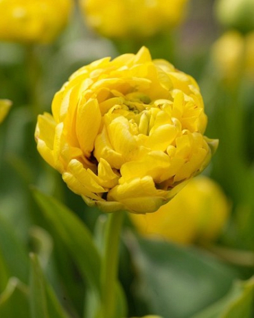 X 100 TULIPA YELLOW POMPENETTE 10/11