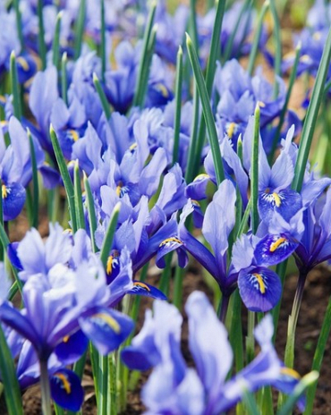 X 100 IRIS RETICULATA ALIDA 5/6