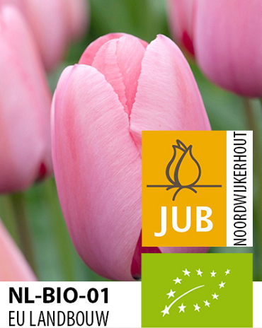 X 100 BIO TULIPA PINK IMPRESSION 11/12