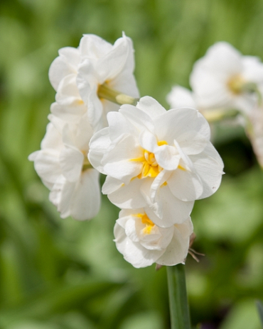 X 100 NARCISSUS BRIDAL CROWN 10/12