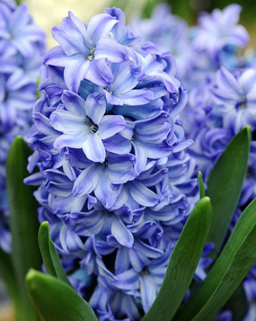 X   50 HYACINTHUS AQUA 17/18