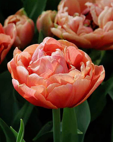 X 100 TULIPA COPPER IMAGE® 11/12