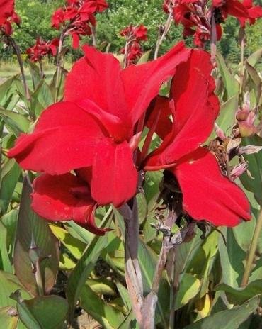 X 25 CANNA RED DAZZLER I