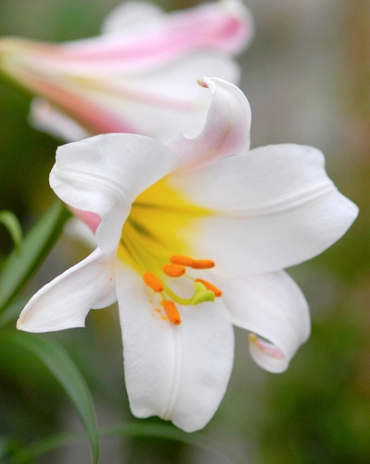 X   25 LILIUM REGALE 18/20