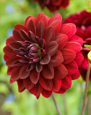 X 10 DAHLIA ARABIAN NIGHT I