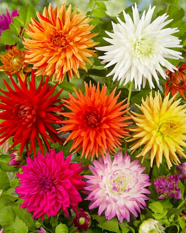 X 10 DAHLIA CACTUS MIX I