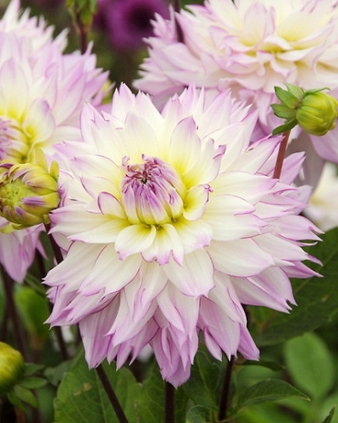 X 10 DAHLIA CRAZY LOVE I